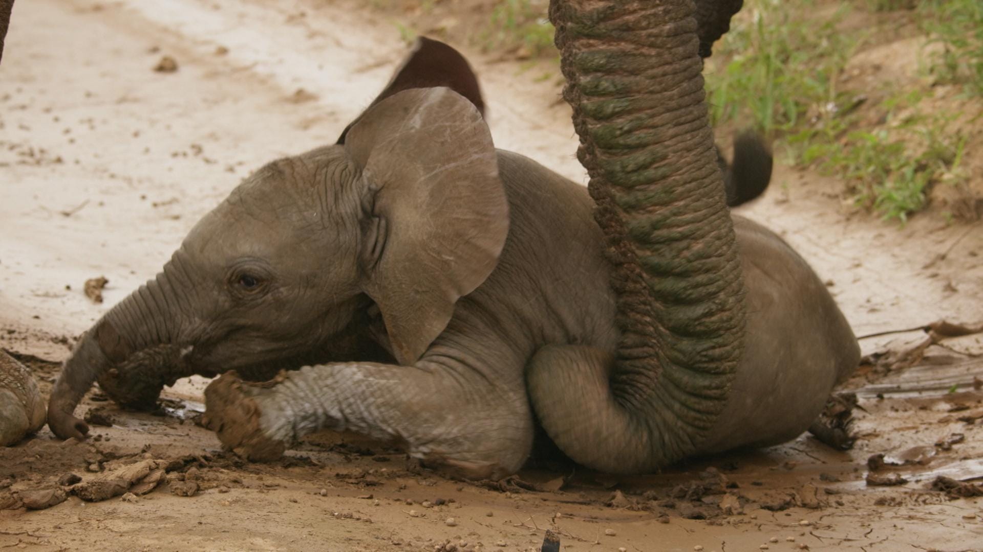 Savanna elephants spend their lives on the move, foraging for food and