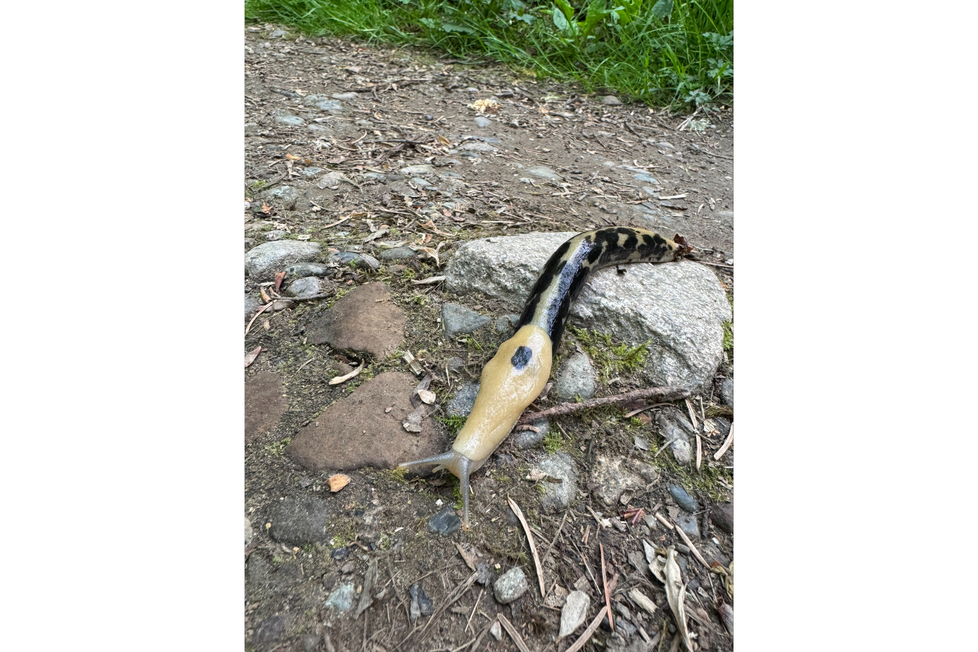 A spotted banana slug