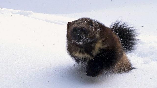 Wolverine: Chasing the Phantom | Cascade PBS
