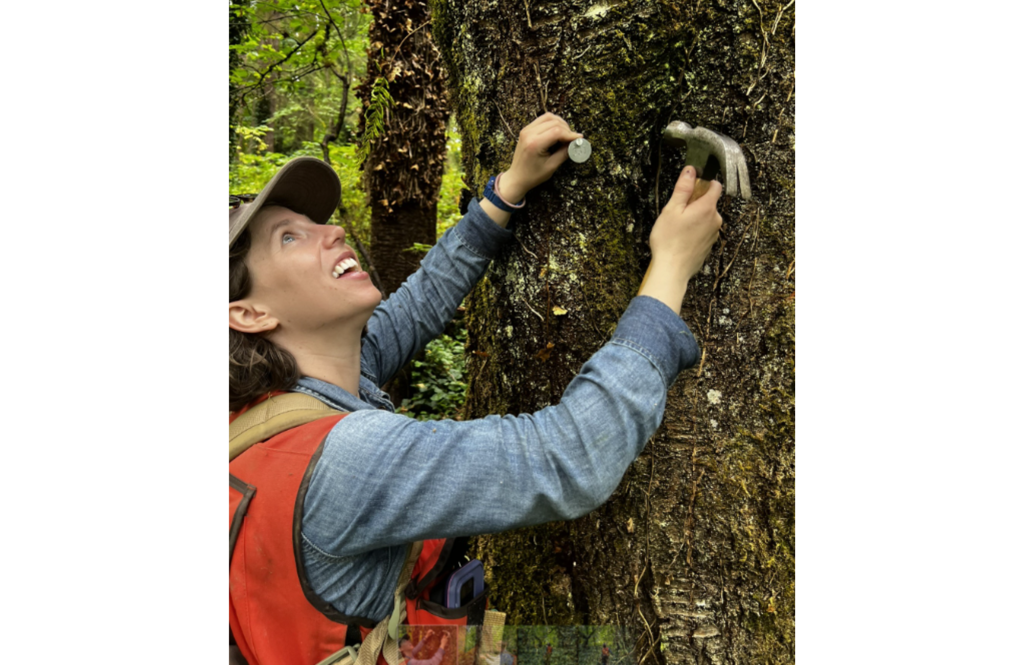 Risa Askerooth adds a tag to a tree