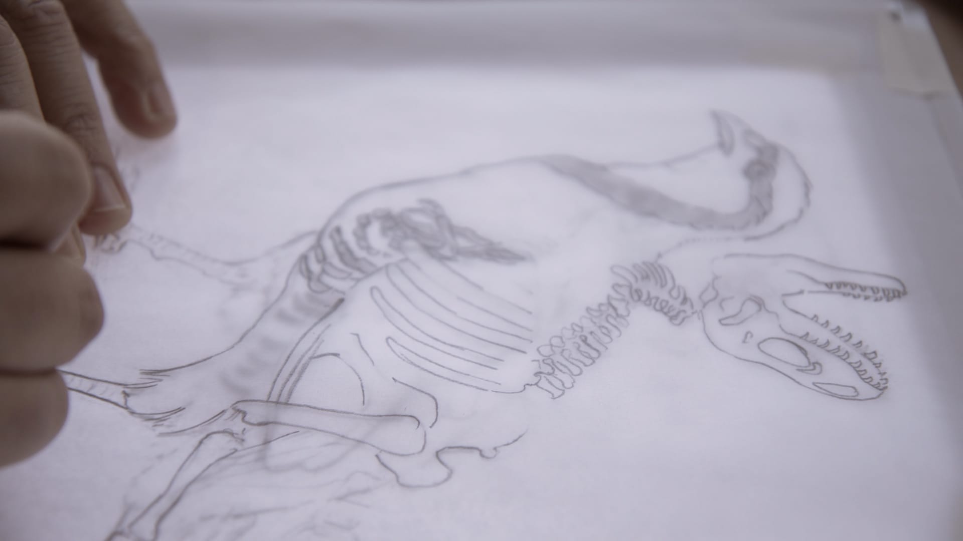 Photo of a sketch on tracing paper that depicts a chukar bird superimposed with a T-Rex skeleton.