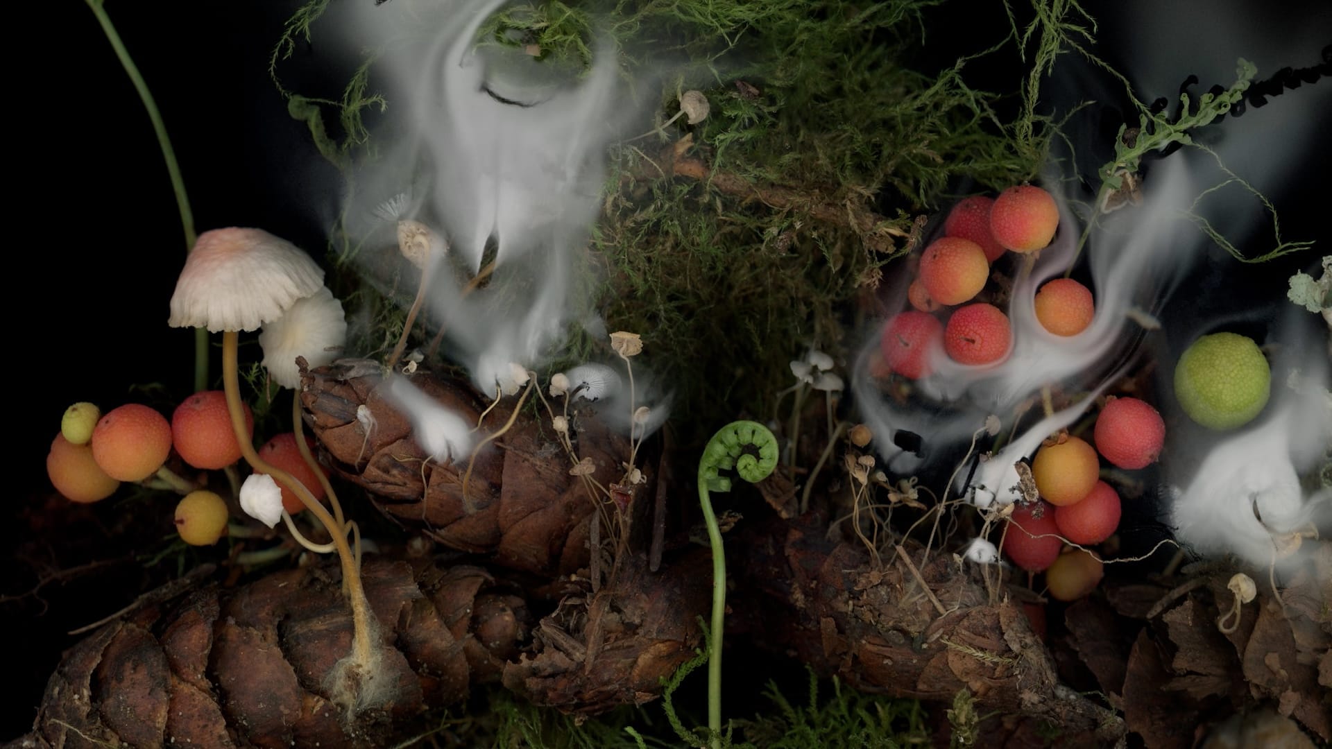 Close-up photo of forest flora including mushrooms, pine cones, ferns and spores. 
