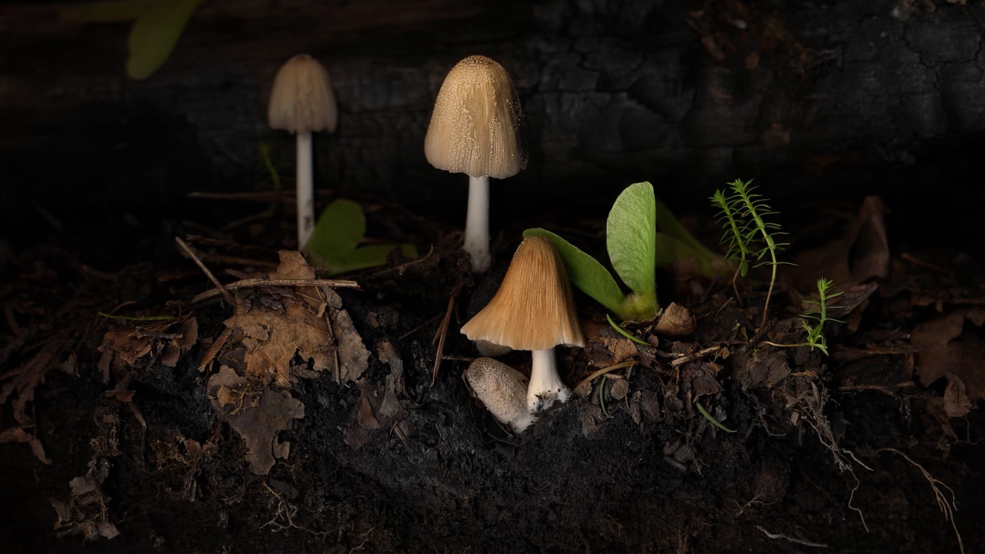 A close-up photo of the ground, with small mushrooms dirt and leaves against a black background