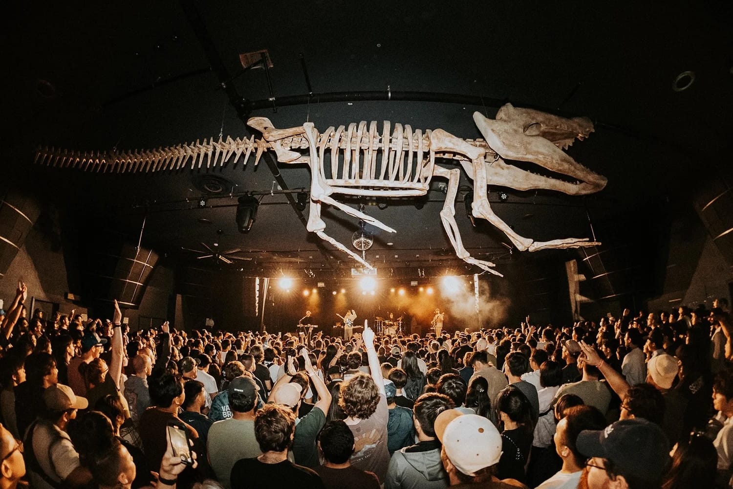 Photo of an indoor music performance from the perspective at the back of a large crowd. Above, a crocodile skeleton hangs from the ceiling.