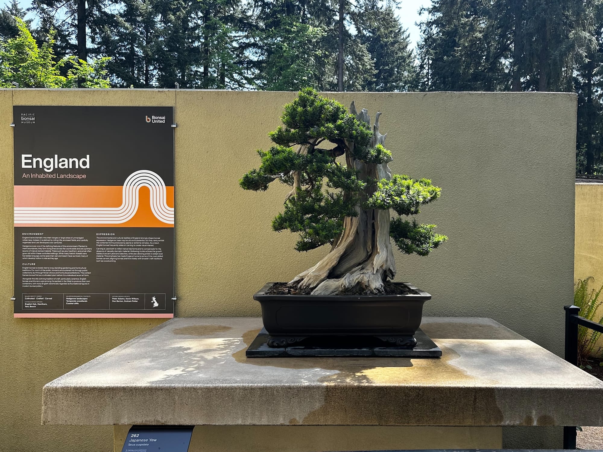 Photo of a bonsai tree on display next to a poster reading England