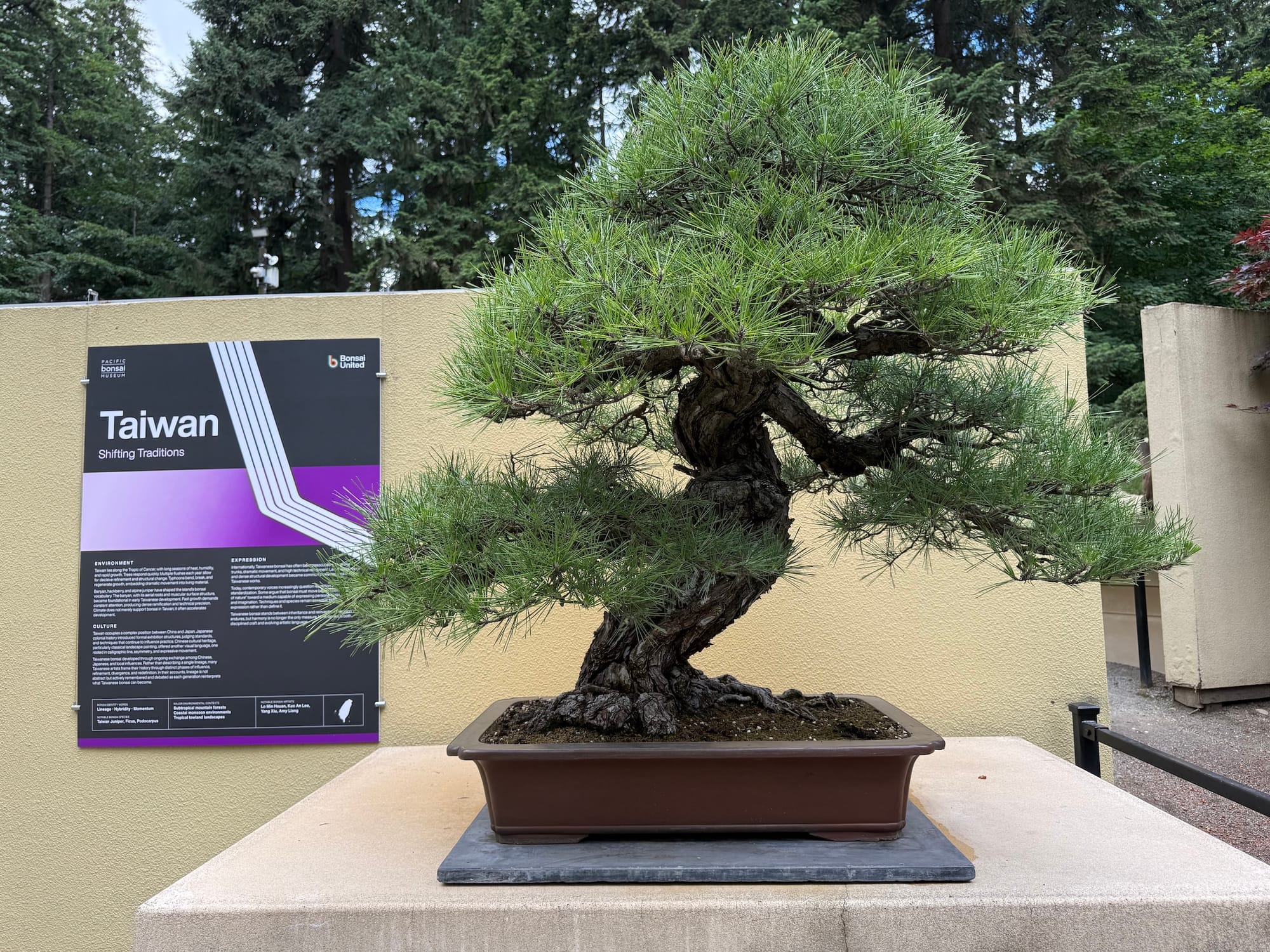 Photo of a bonsai tree with fluffy pine needles next to a poster reading Taiwan