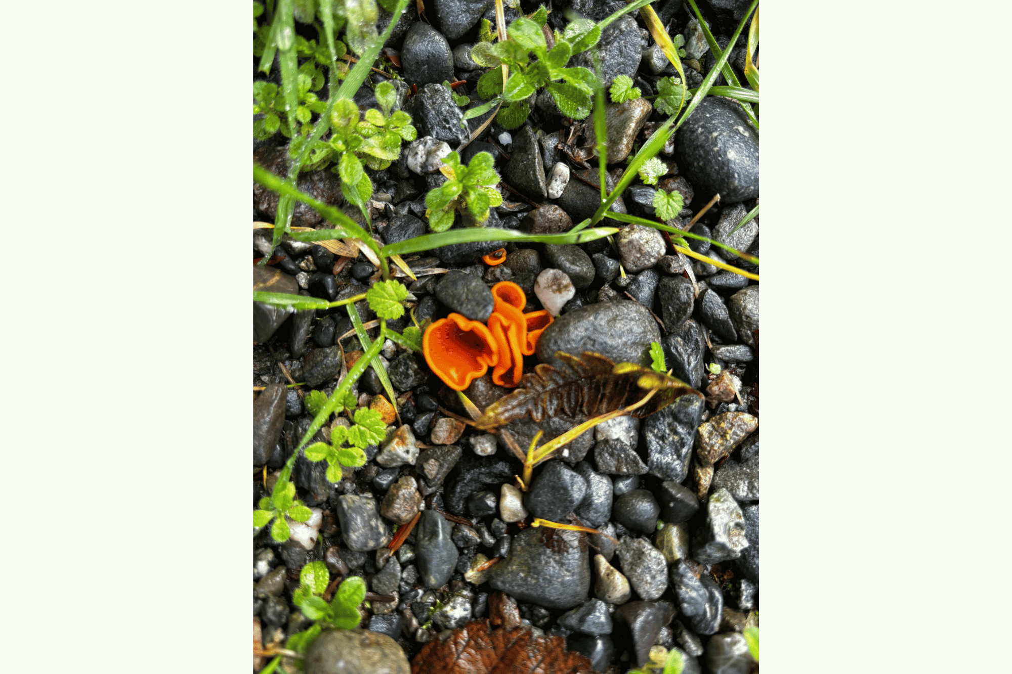 An orange mushroom nestled in moist rocks