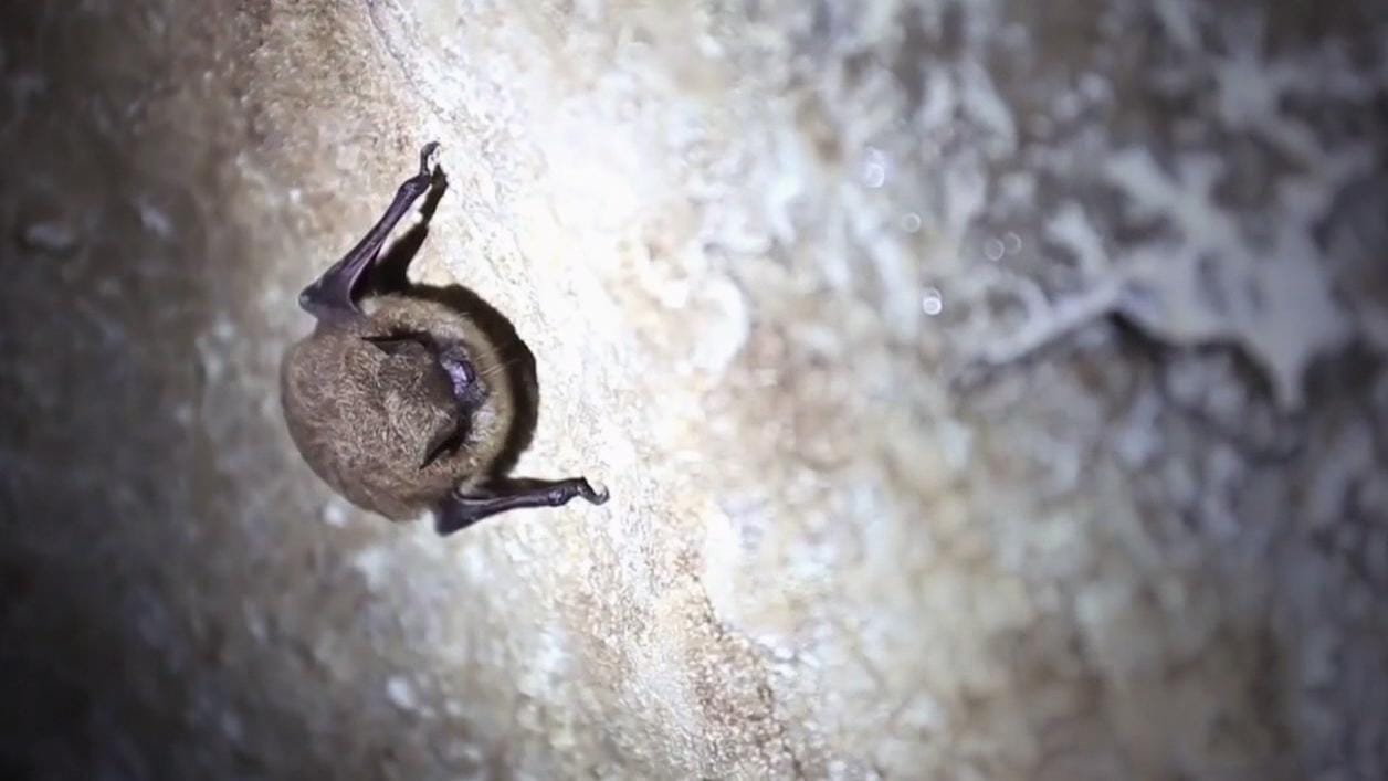 White-Nose Syndrome, Linked to Millions of Bat Deaths, Appears in Northwest