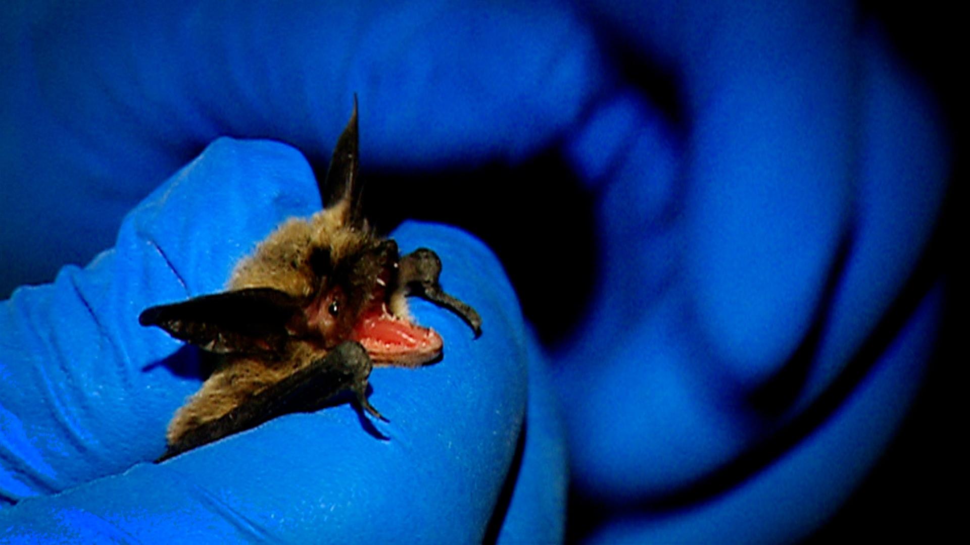 White-Nose Syndrome Spreads West, Threatening Bats Near Seattle-Tacoma