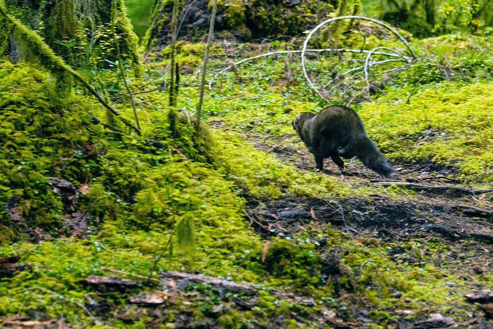 A fisher sprints into the forests of North Cascades National Park on October 24, 2019. Most fishers, Dr. Jeff Lewis says, sprint straight into the understory — but a rare few run right up trees. Photo: David Moscowitz courtesy of Conservation Northwest.