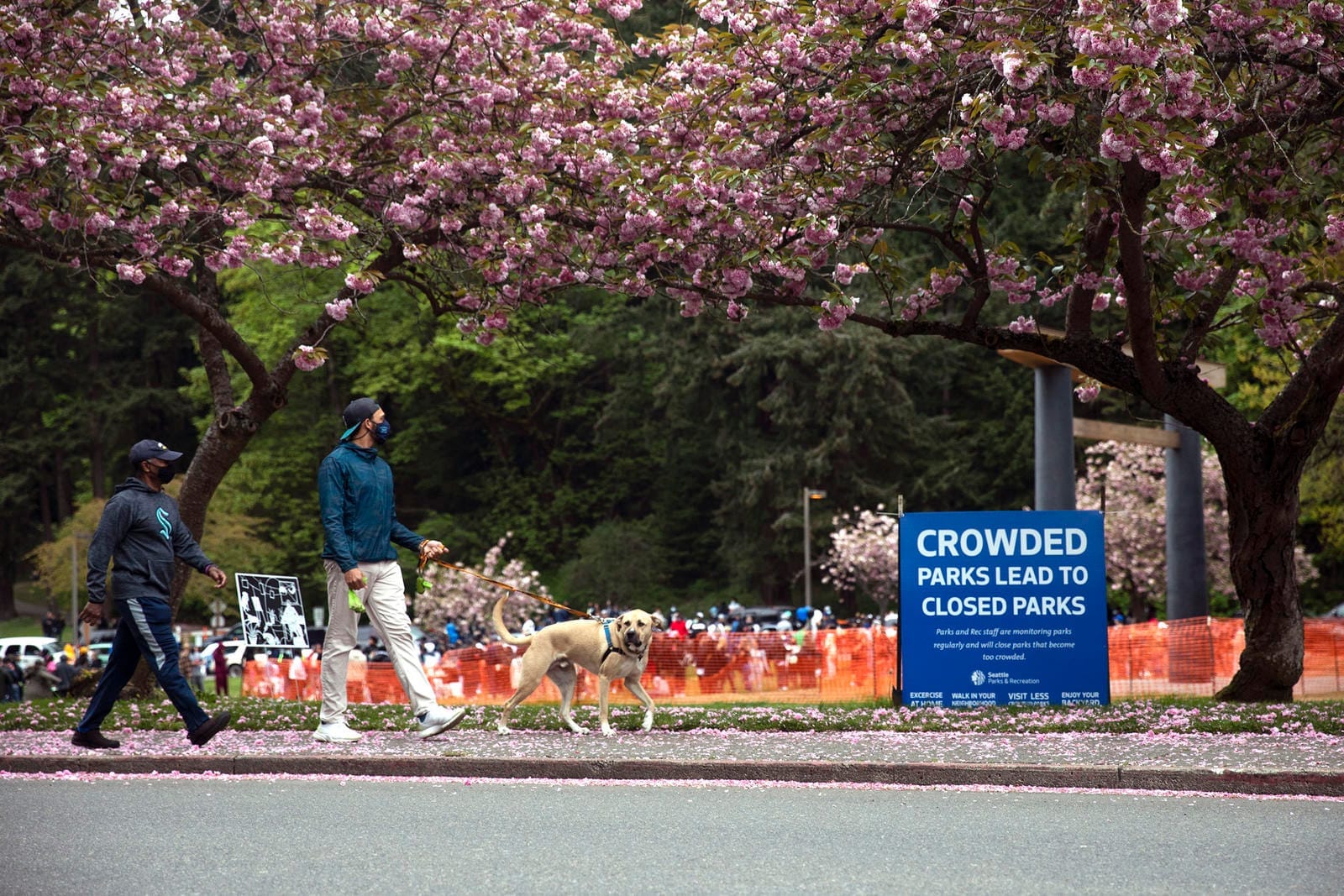 People walking around a park as magnolia blossoms fall. A sign staked in the grass reads "Crowded parks lead to closed parks."