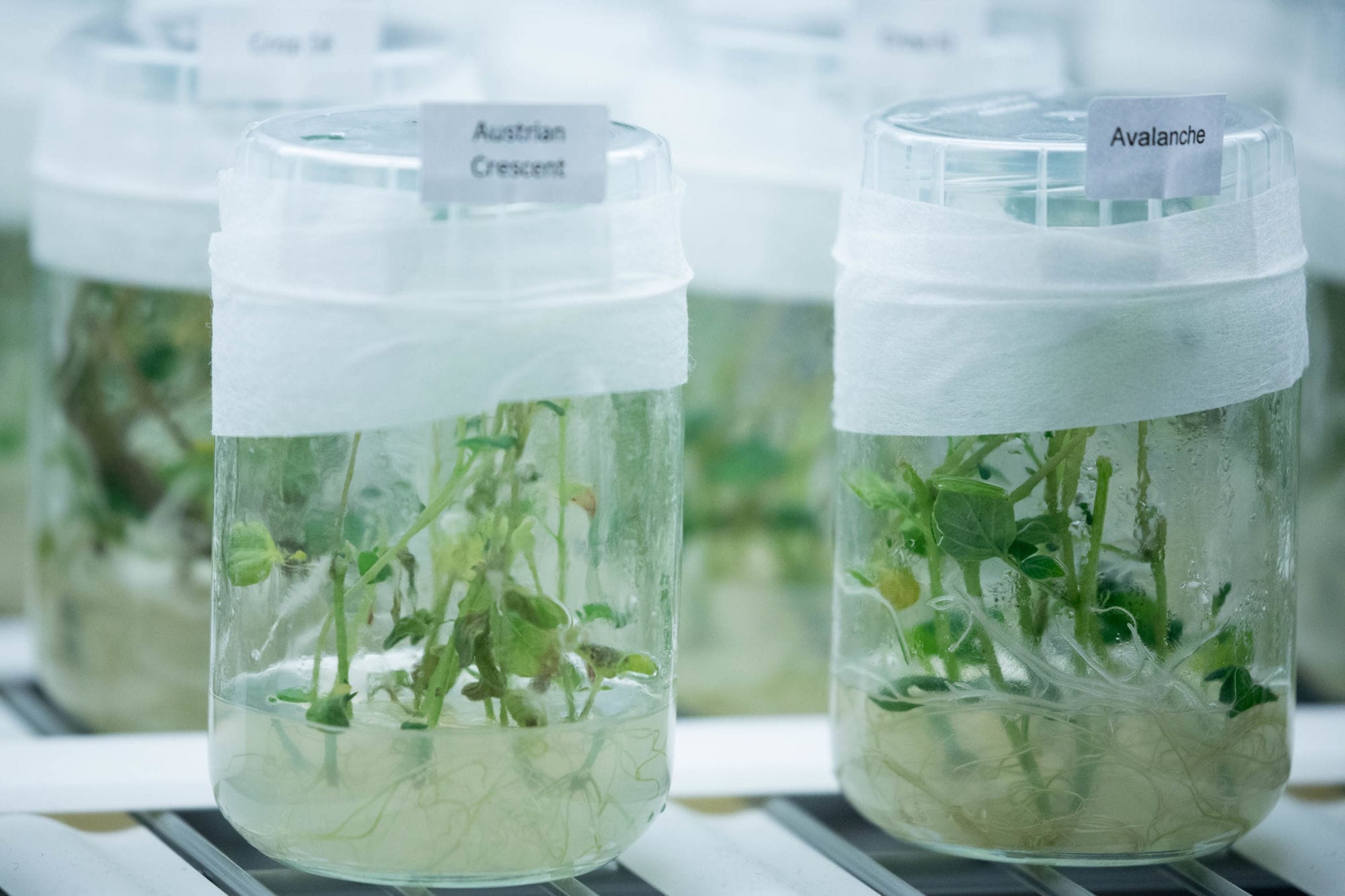 Potato sprouts inside the sterile room of Ebe Farms, where Greg Ebe and his team are making starters for the seed potatoes they grow near Ferndale, Washington.