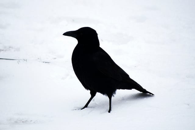 Crow_CGP