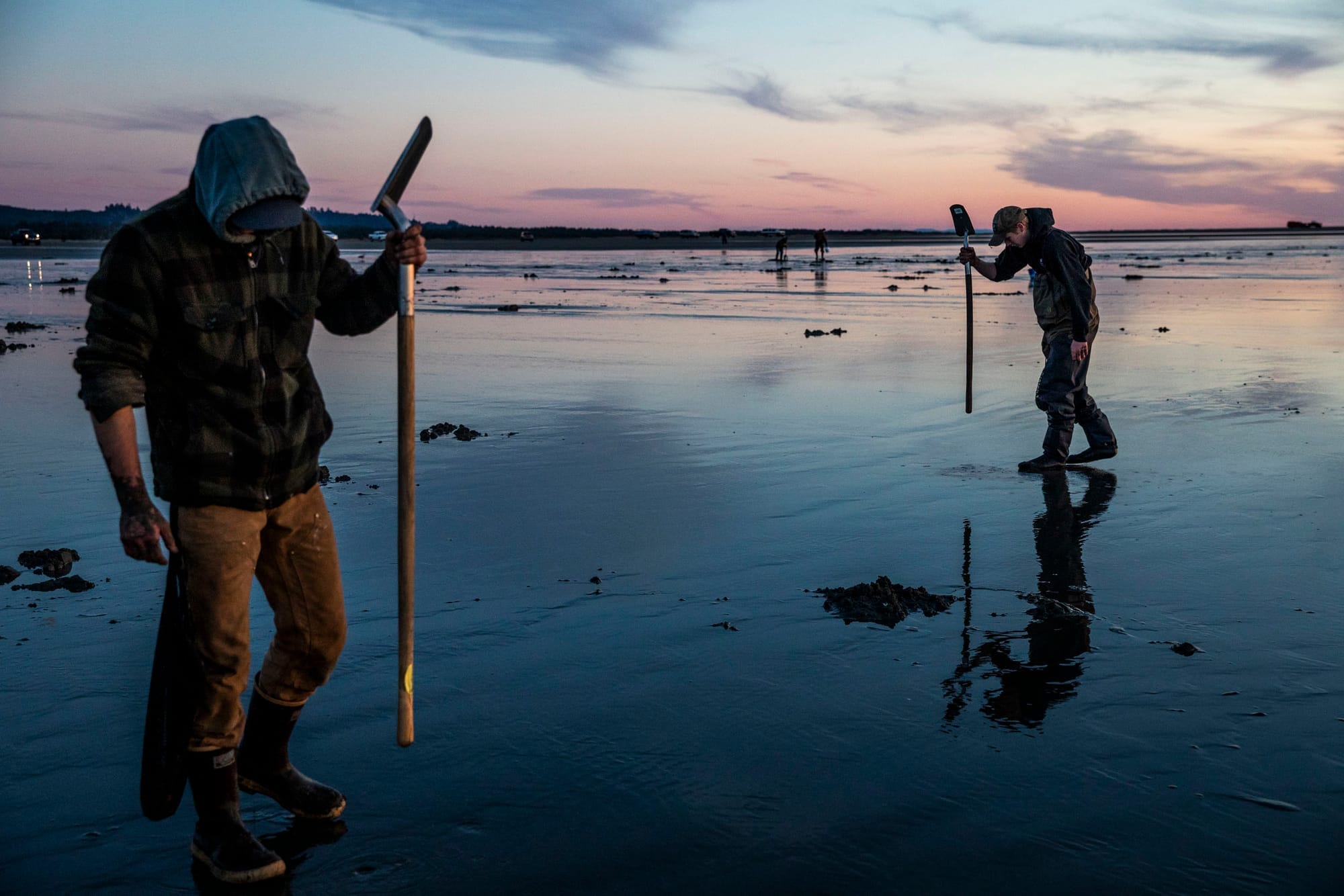 Razor clam diggers pound the sand with their shovels during a public dig at Twin Harbors Beach State Park.