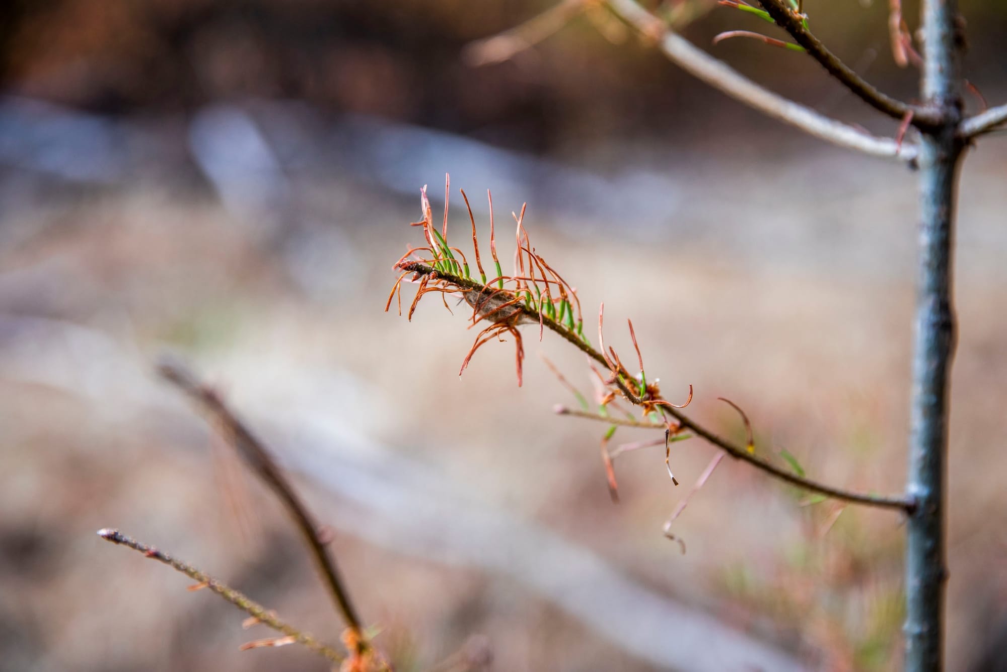 Tussock moths are attacking Douglas-firs in some of Washington's forests.