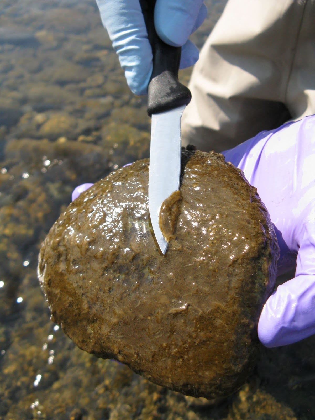 A hand holding a rock