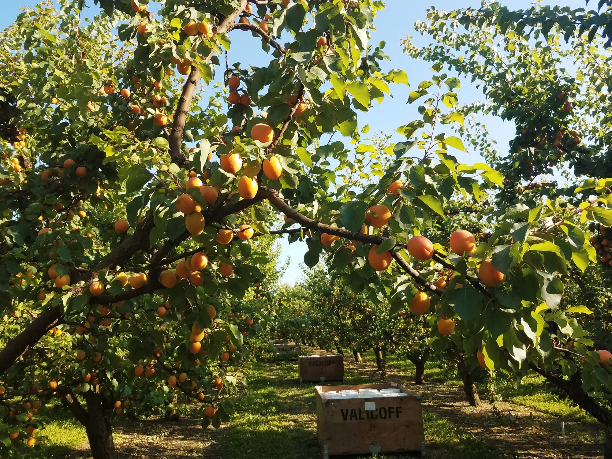 Apricot tree