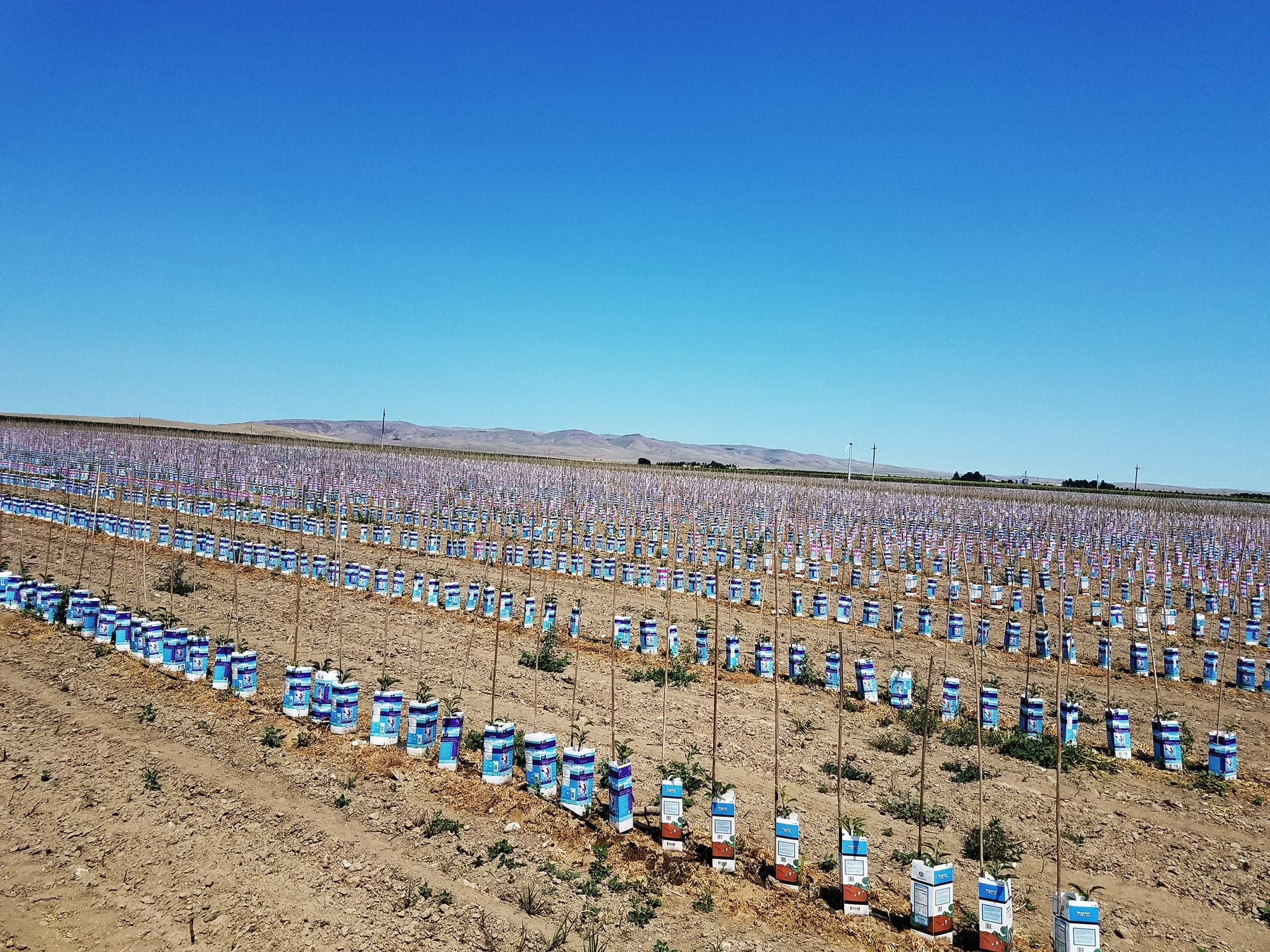 Baby apple trees