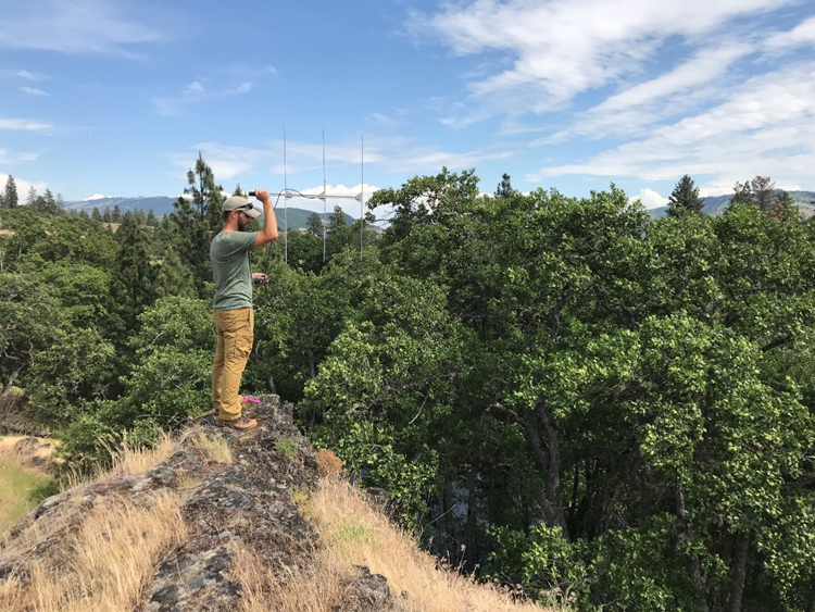 Normally, WDFW employees use radio-telemetry to track western pond turtles to their nests. (Courtesy Stefanie Bergh, WDFW.)