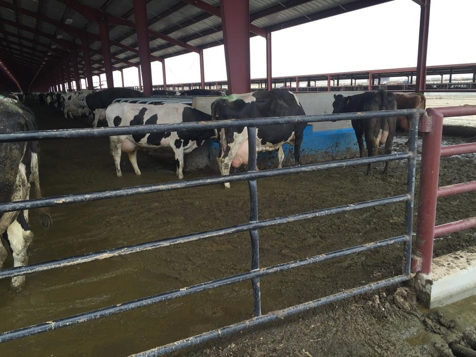 A controversial dairy in Oregon has been cited for numerous manure and waste violations. Many people are wondering how problems at Lost Valley Farms got so bad. Courtesy of Friends of Family Farmers