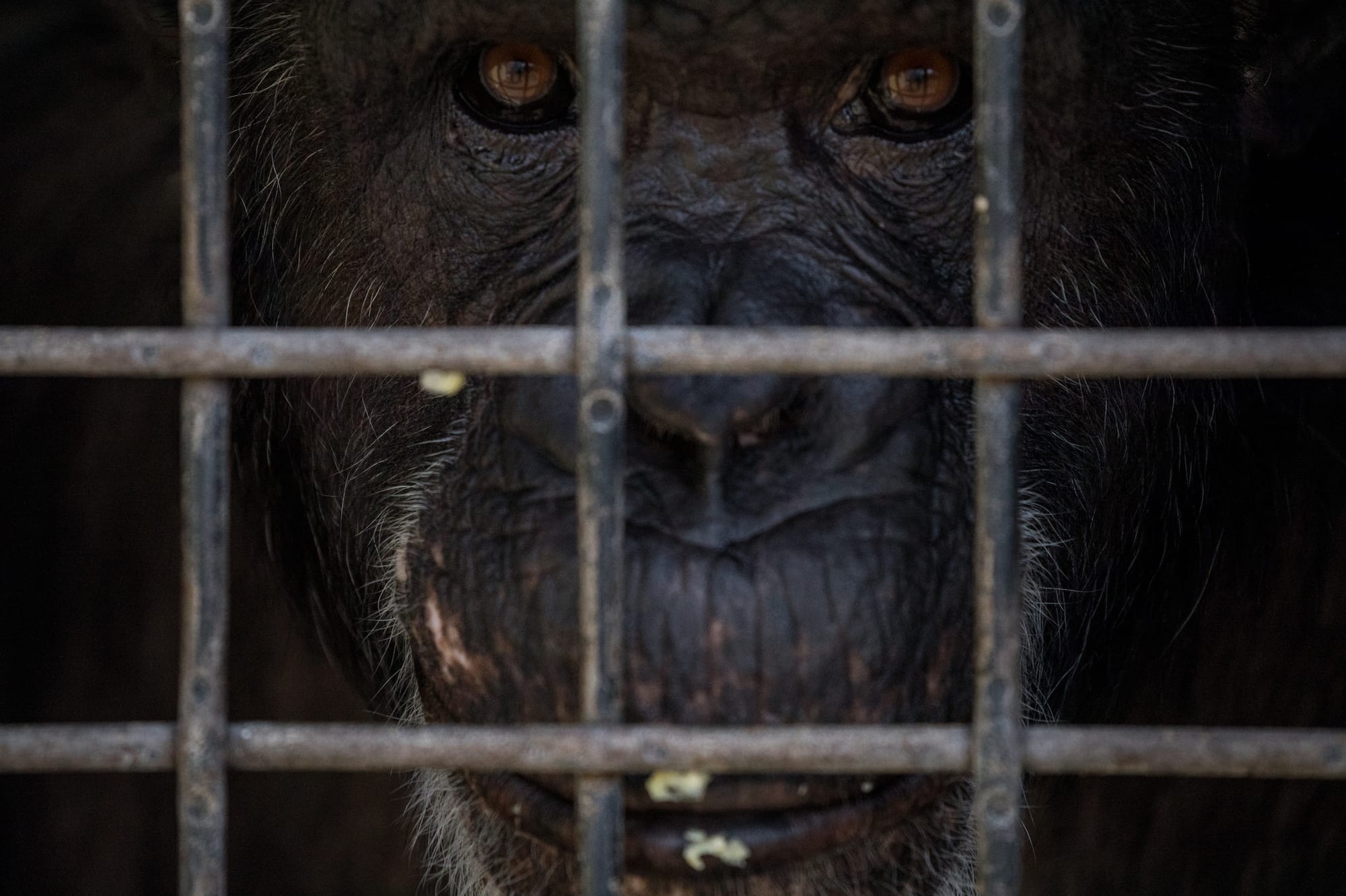 A close-up of a chimp peeking through the fence at the sanctuary.