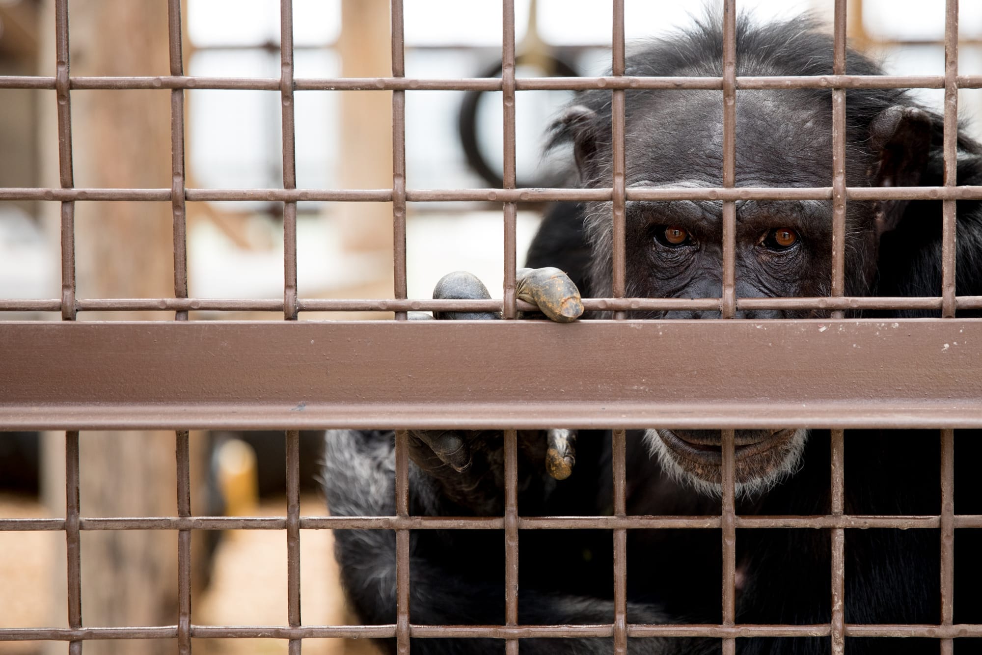  Chimpanzee Sanctuary Northwest near Cle Elum, Washington, June 7, 2018. 