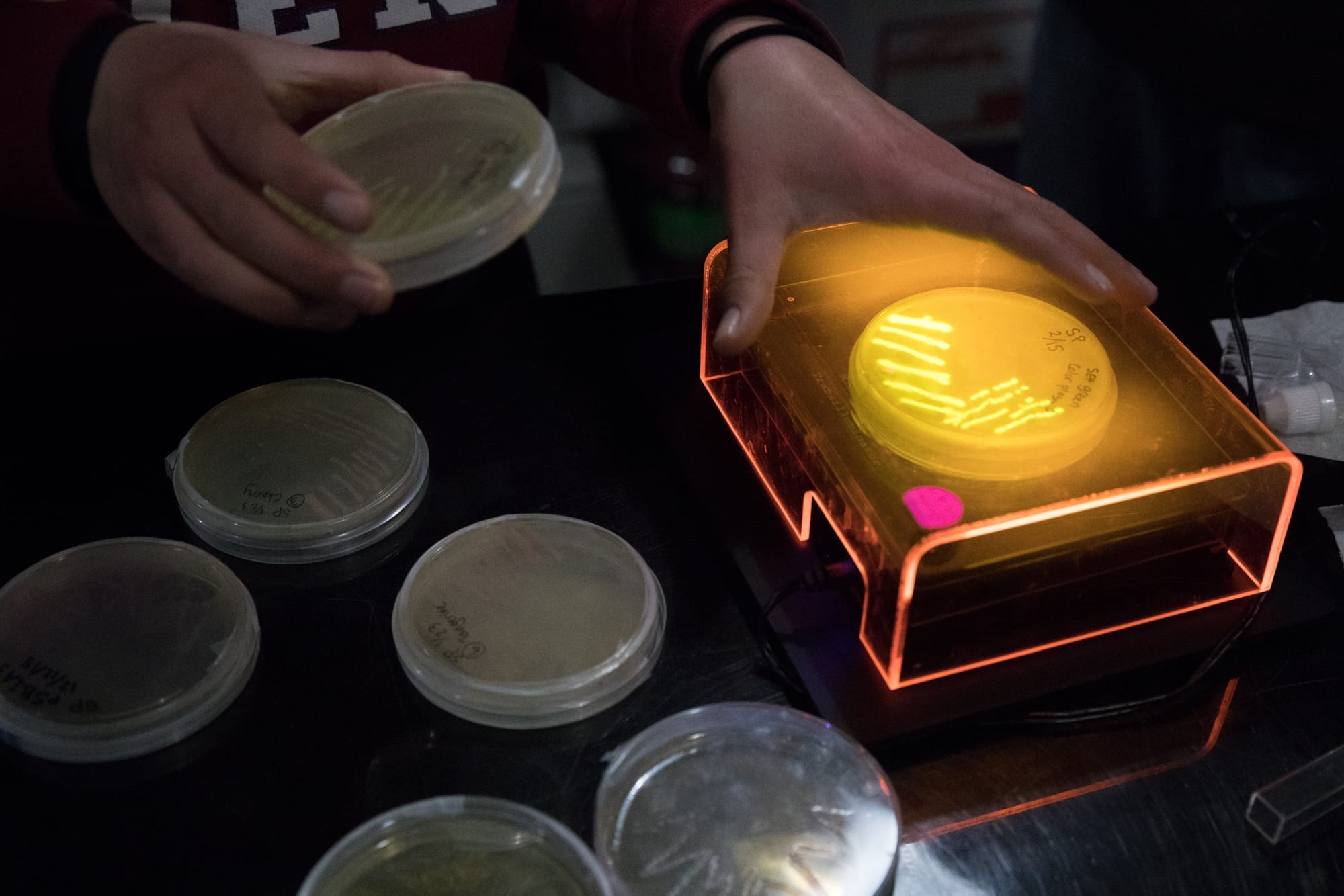 Sienna Patton's painting with bacteria experiment, seen during a group meeting at Sound Bio Lab in Seattle's University District.