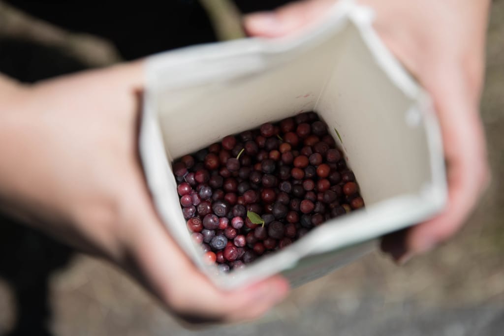wild huckleberries