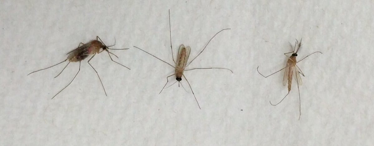 You can tell when a mosquito has recently fed by looking at their stomachs. Here, you can see a fed female Culex mosquito (left) and a female still waiting for blood (middle).