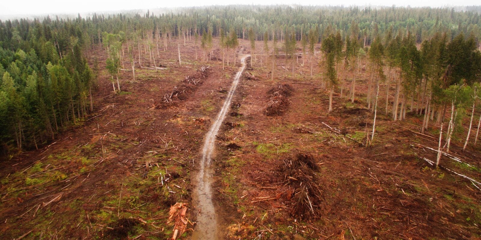 Clear cutting shown in a British Columbia forest