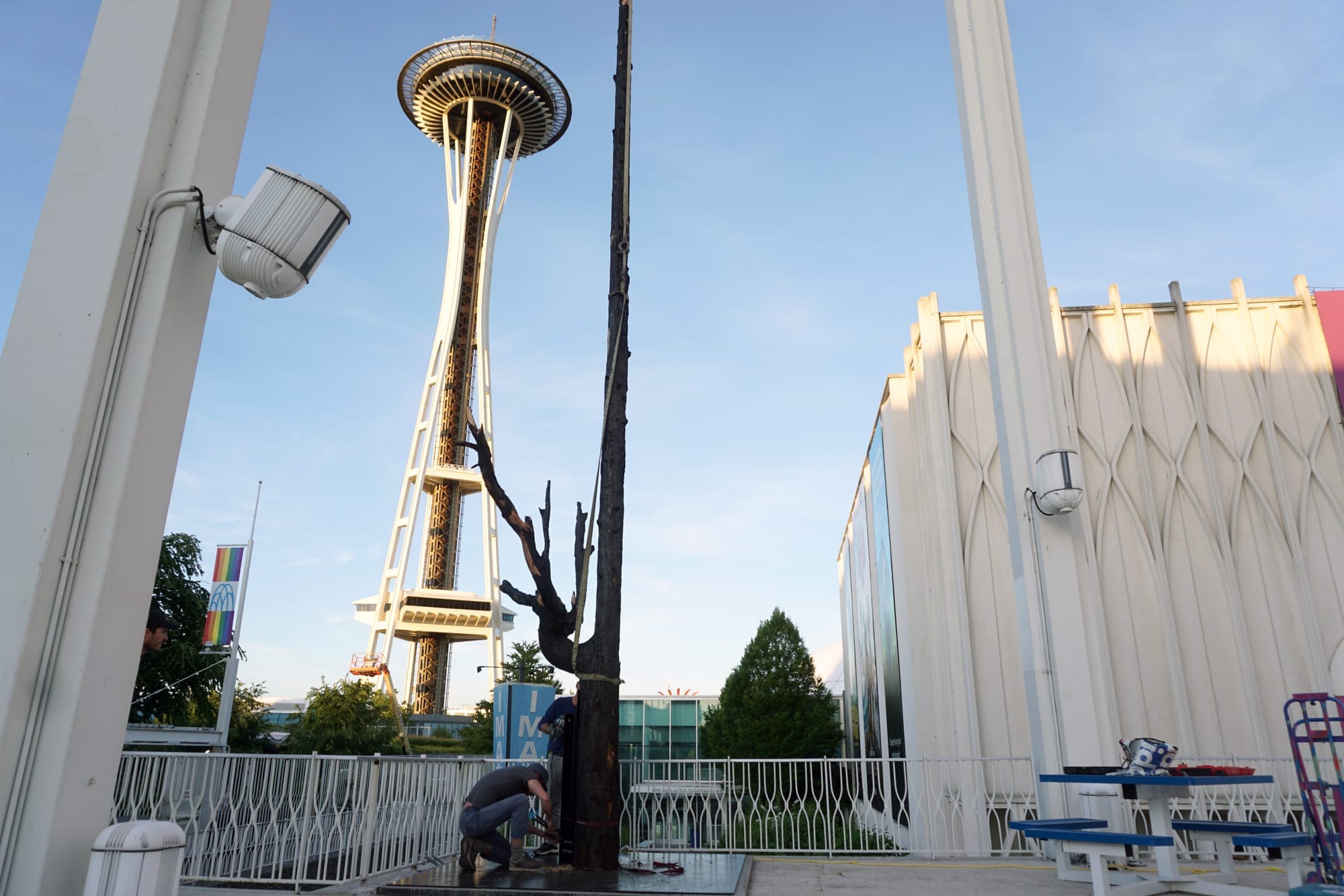 Lone Fir, installed as part of Ted Youngs' Smoke Season