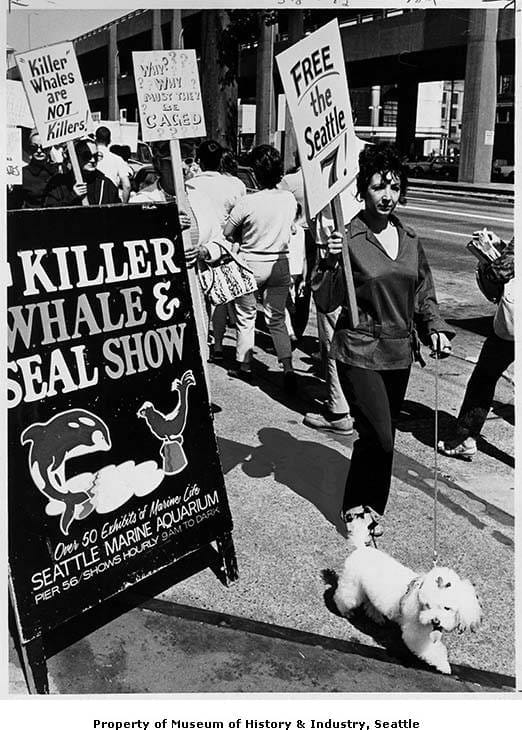 People protest the Killer Whale and Seal show at Seattle Aquarium in 1965. (Photo courtesy of MOHAI)