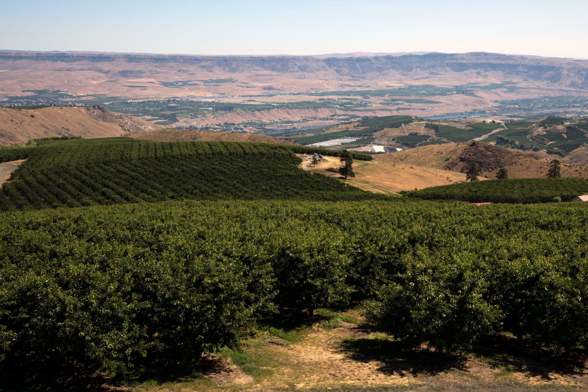 A view of the orchards from the foothills above Wenatchee