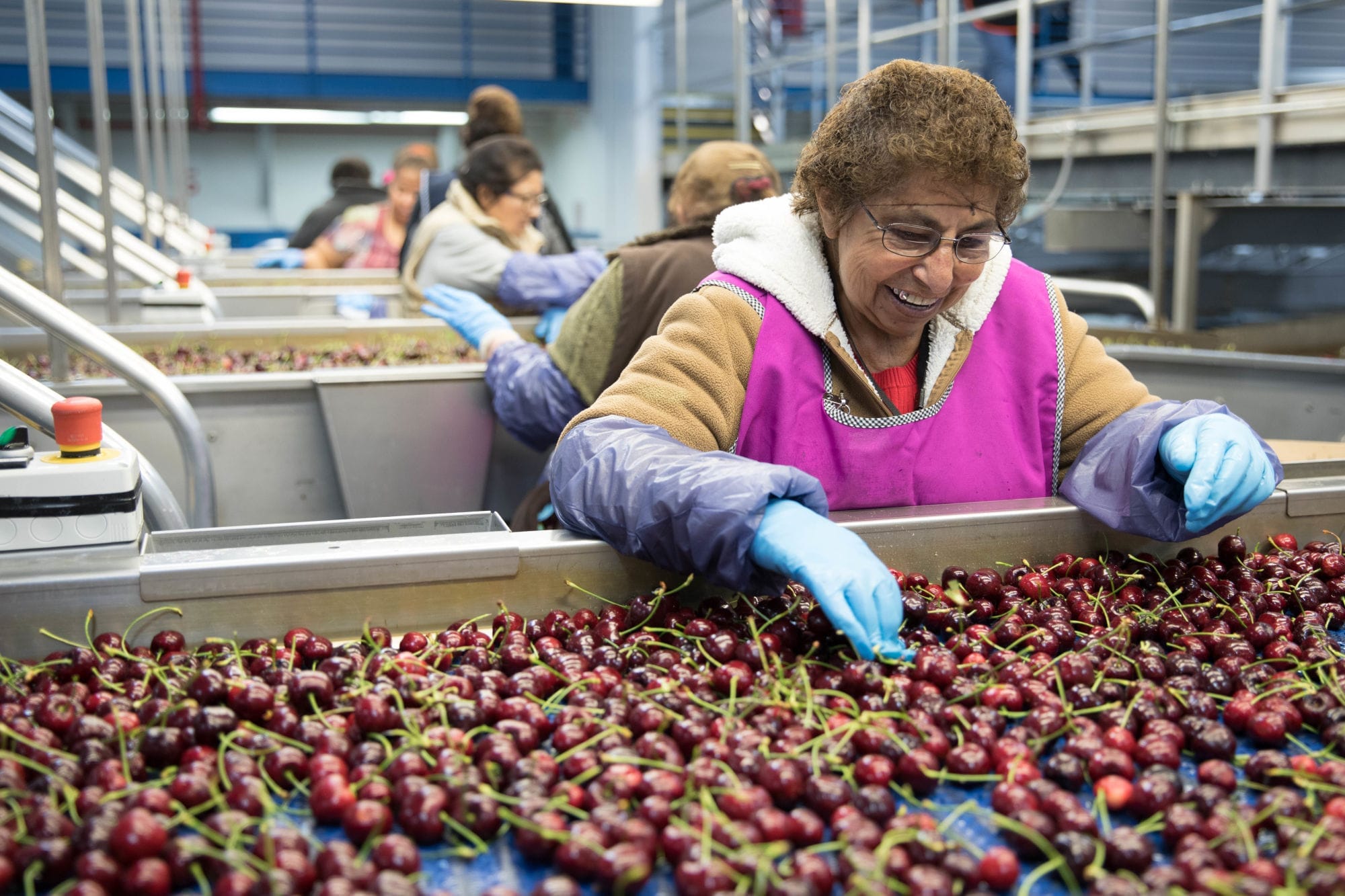 Albertina Mora Castillo sorts cherries at the Stemilt fruit packing plant.