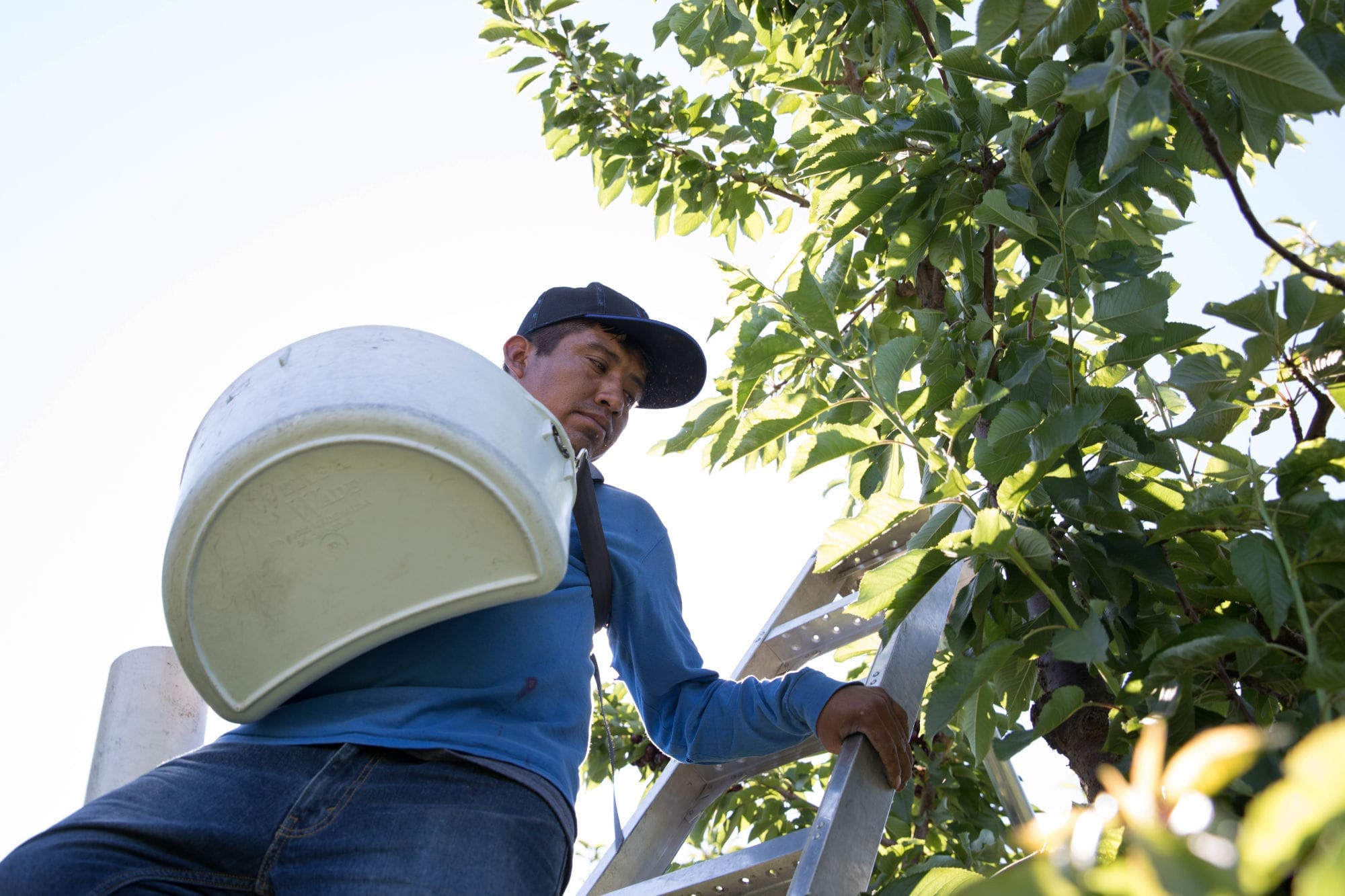 An employee of Stemilt Growers climbs down his ladder after picking cherries in the orchards.