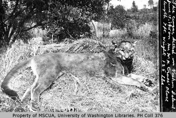 A cougar killed on Vashon Island in 1913 (Courtesy of UW)