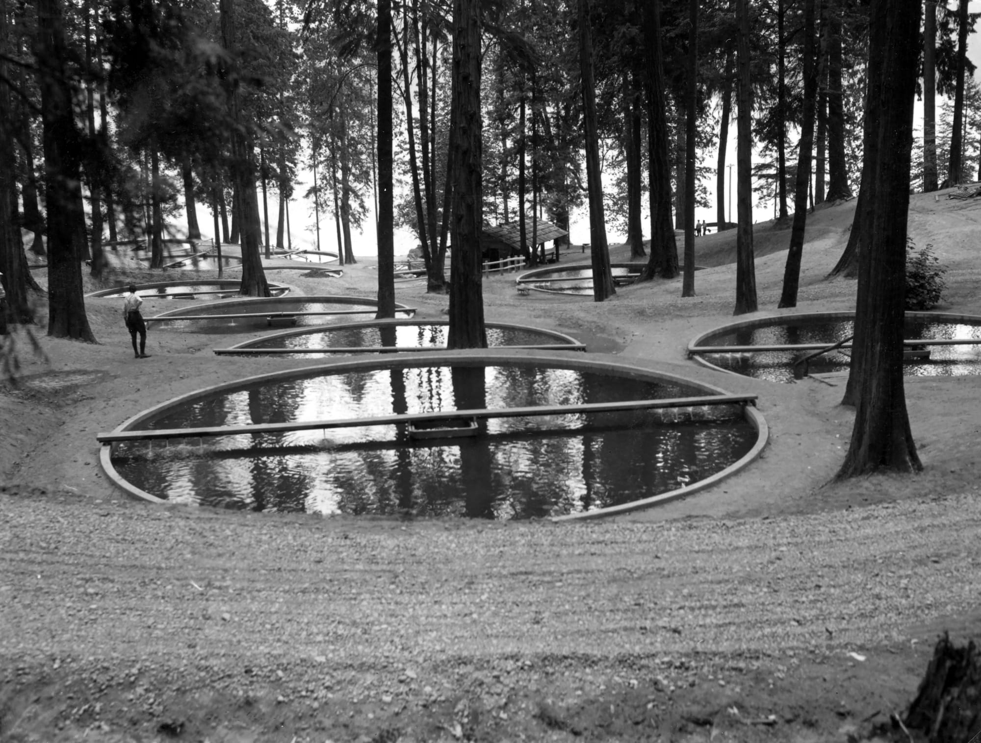 historic photo of fish hatchery ponds