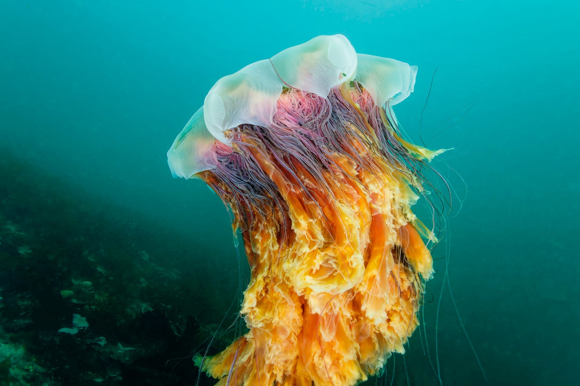jellyfish in green water