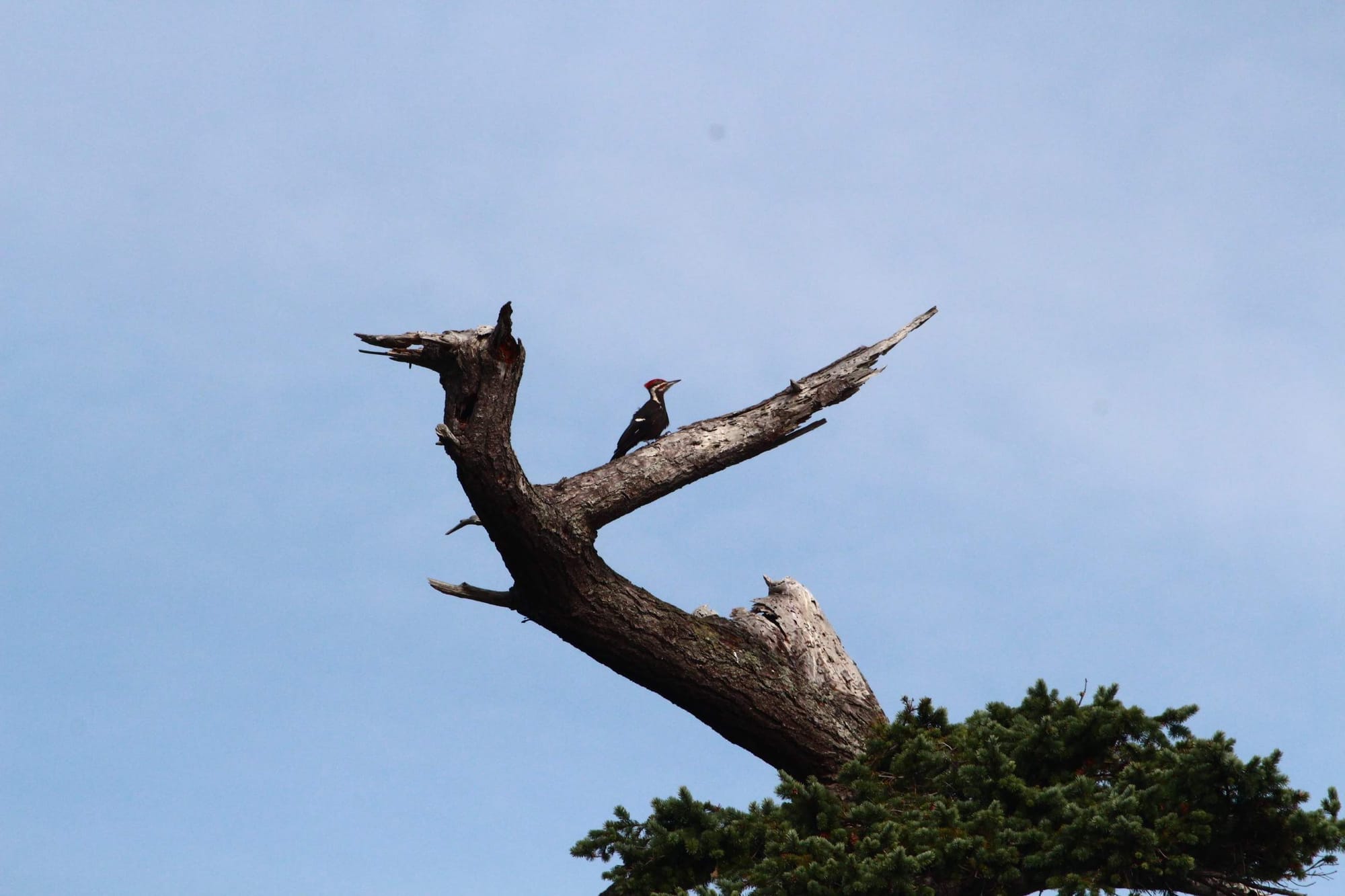 A woodpecker in a tree. (Courtesy of Beam Research) 