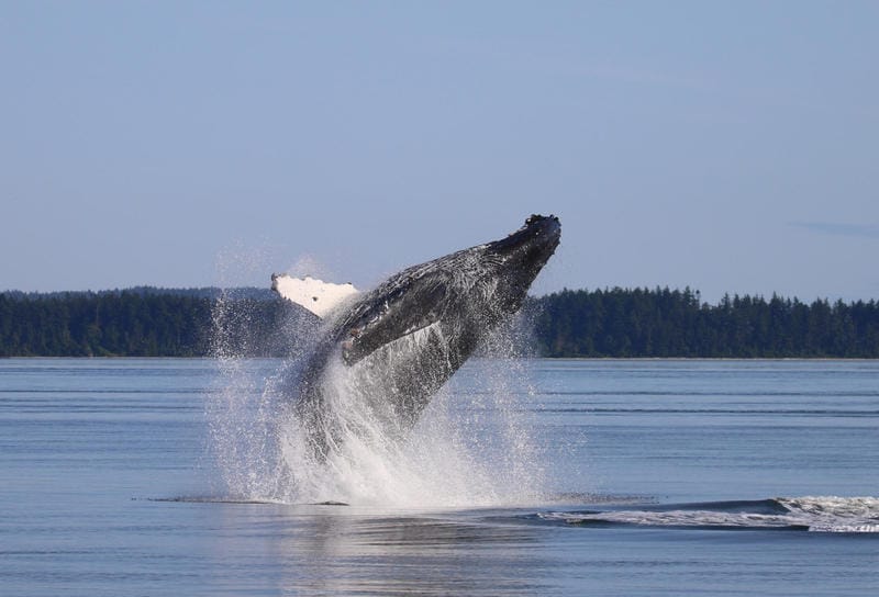 Salish Sea's 'humpback comeback' is a good sign, but concerns remain ...
