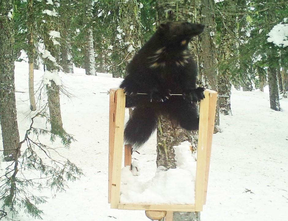Threatened by climate change, Washington's rare wolverines aren't ...