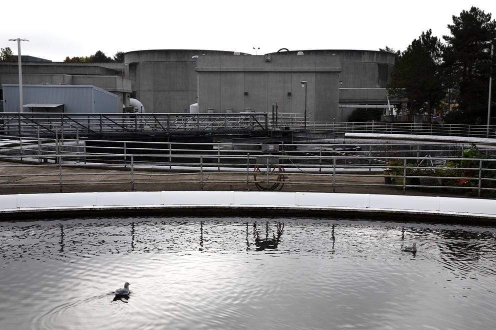 Water basin with duck