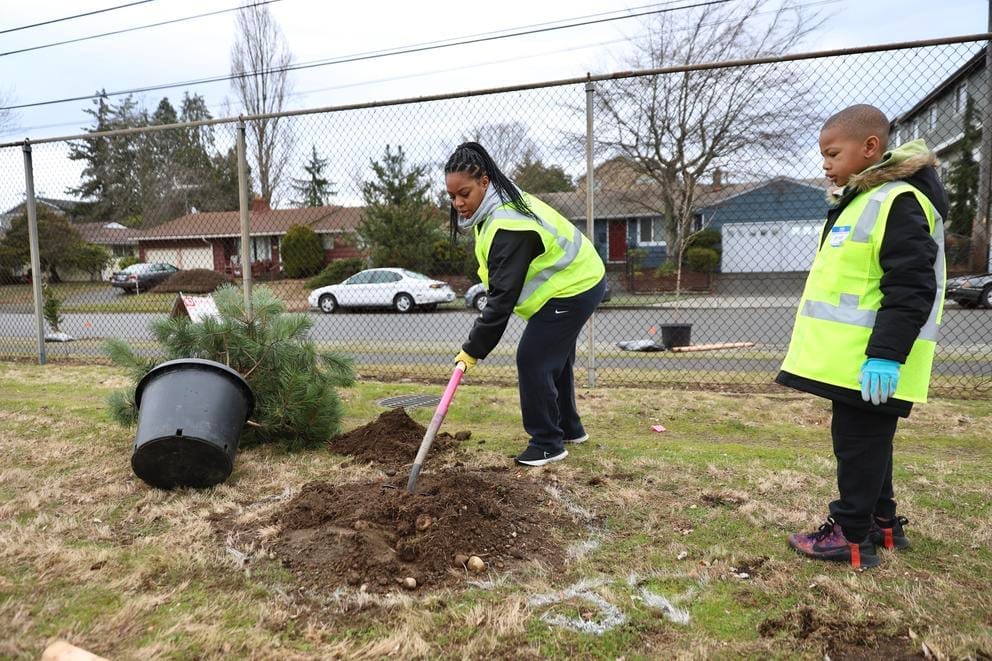 two people dig a hole in a field surrounded by chainlink fence. a tree in a bucket is next to them.