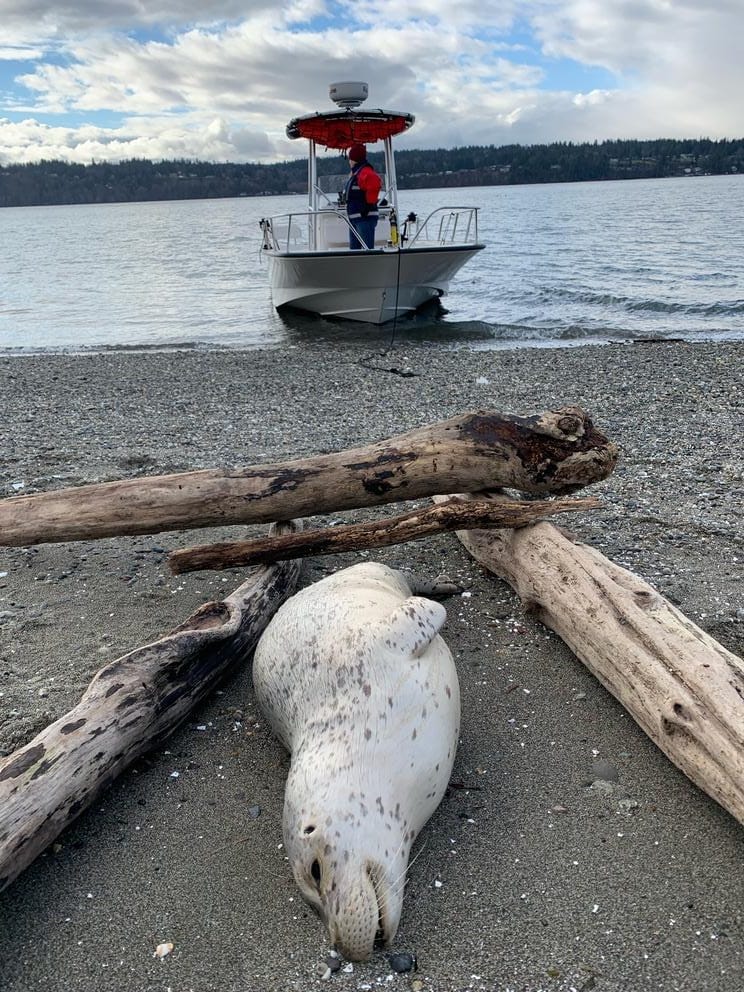 stranded harbor seal on a beach with a boat in the water in the background.