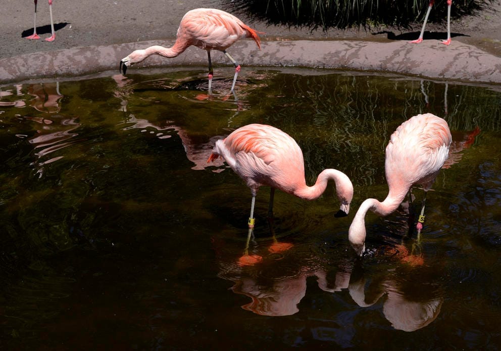 Flamingos eat treats thrown in the water by their zookeeper at Woodland Park Zoo on May 27, 2020. The zoo is temporarily close to visitors due to the COVID-19 pandemic.