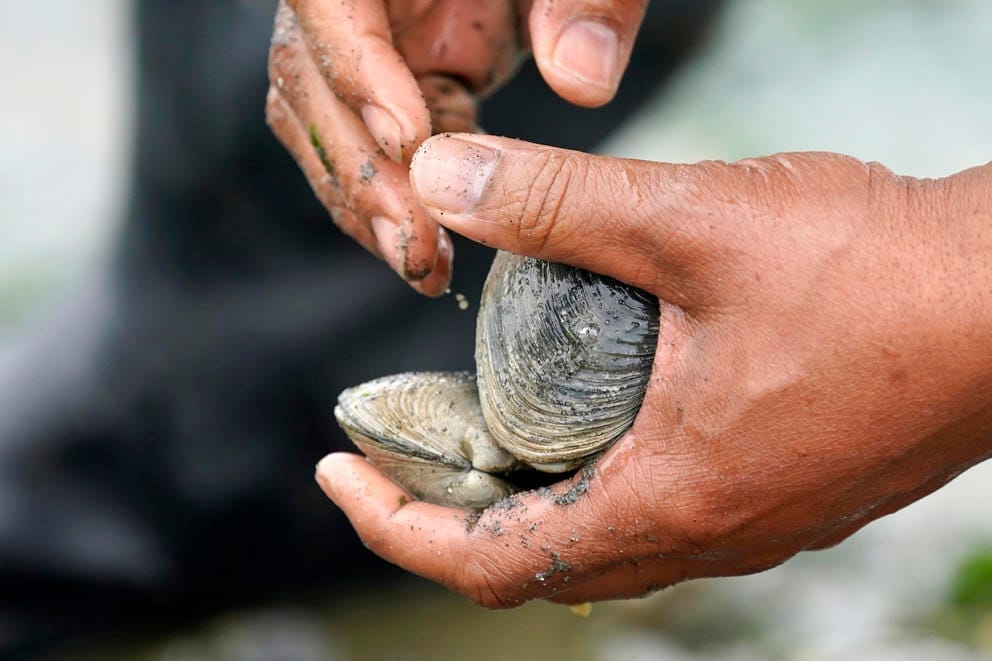 Hands holding a couple clams