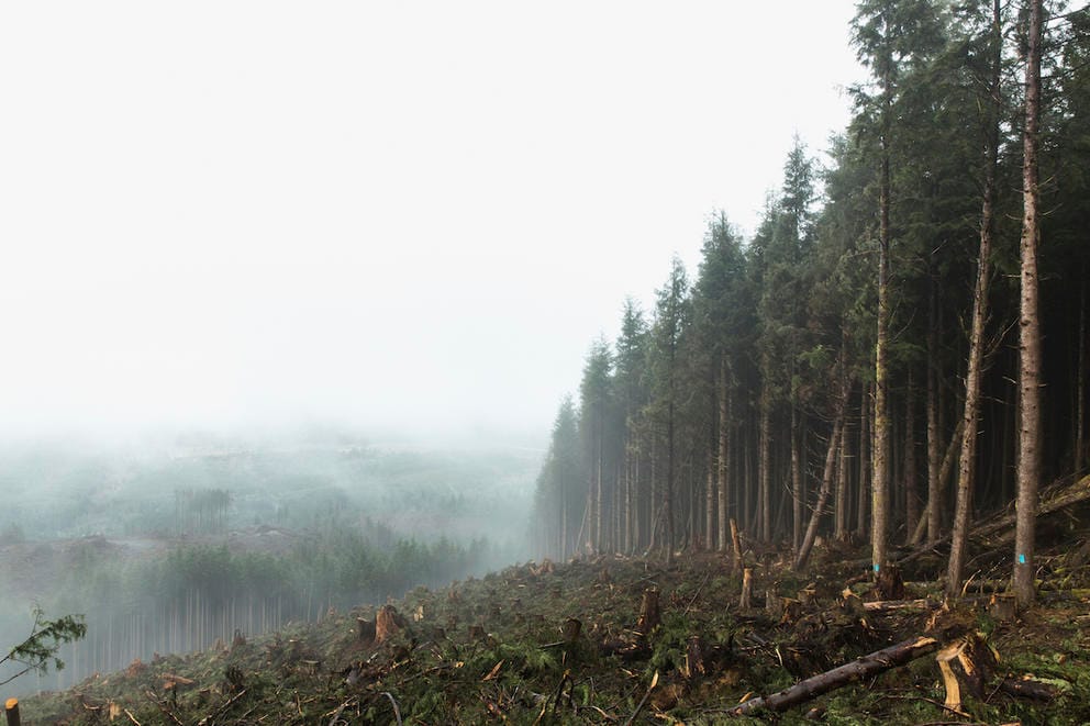 A clear-cut runs up to the edge of The Nature Conservancy property
