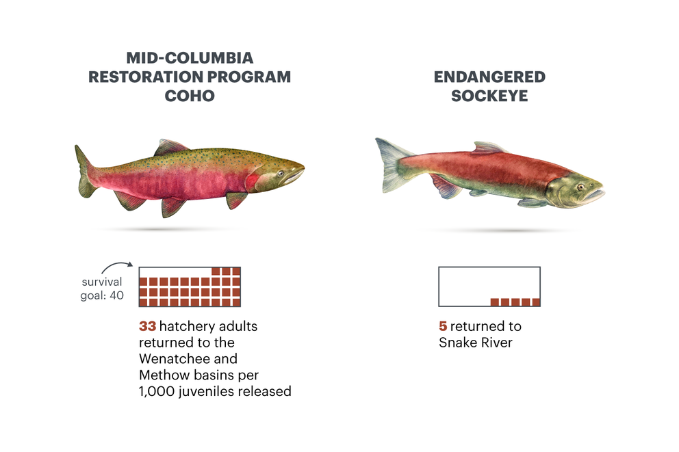 Data viz | Illustration of two salmon labeled