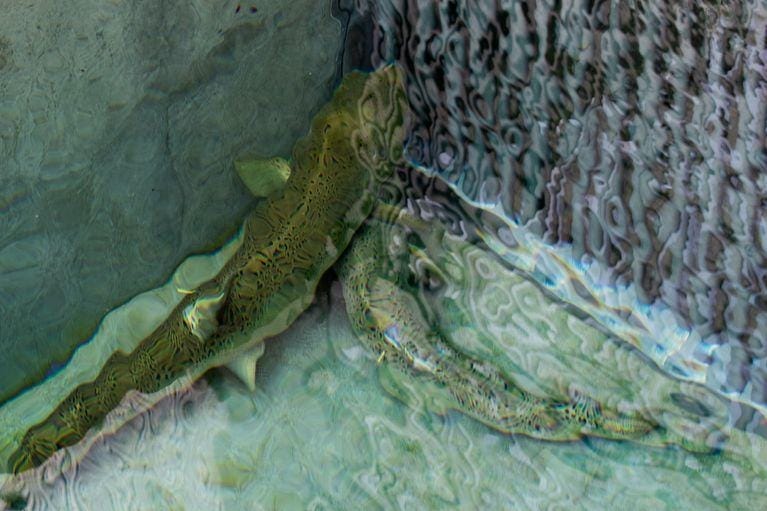 Salmon swimming into each other up against a barrier