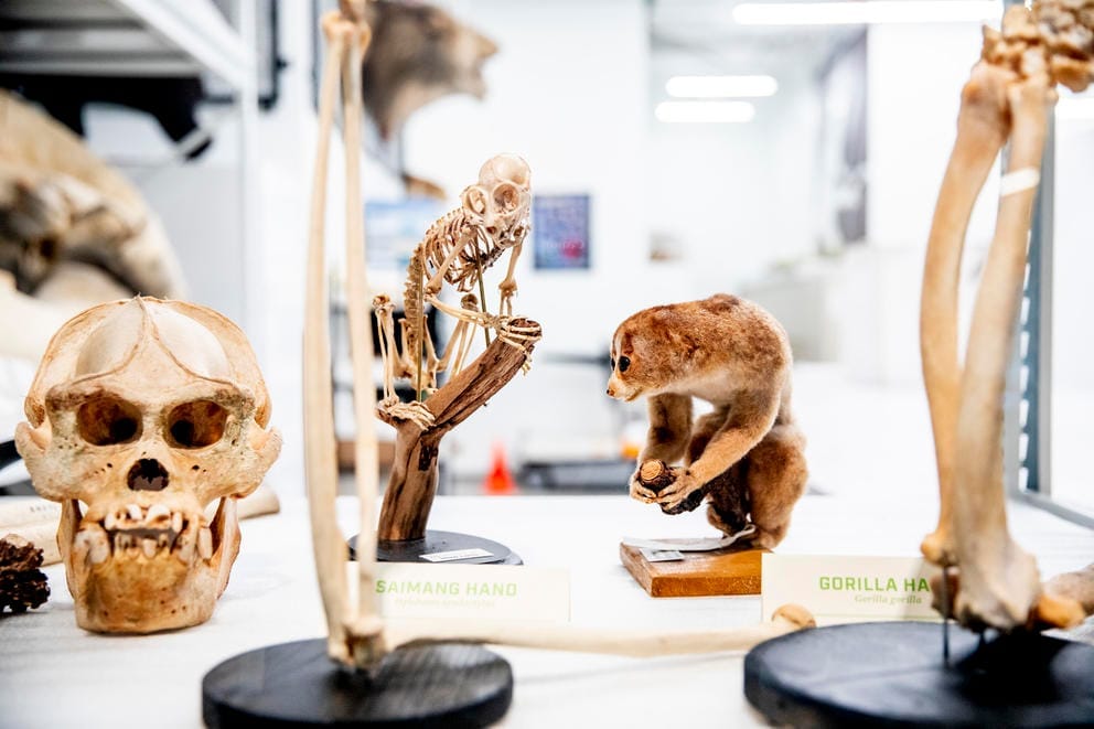 Skulls and taxidermy on display